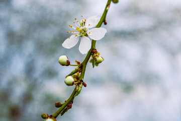 Cherry flower 