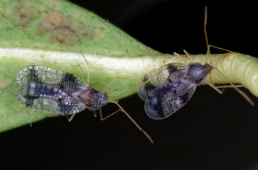 Andromeda lace bug (Stephanitis takeyai) on the leaves of a Pieris japonica