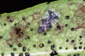 Andromeda lace bug (Stephanitis takeyai) on the leaves of a Pieris japonica