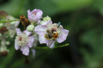 bee on a bramble flower