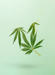 Creative arrangement made with marijuana, cannabis leaves on the pastel green background. Minimal nature concept.
