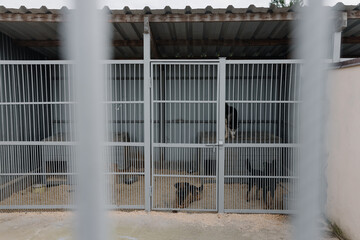  Dogs behind bars in the shelter