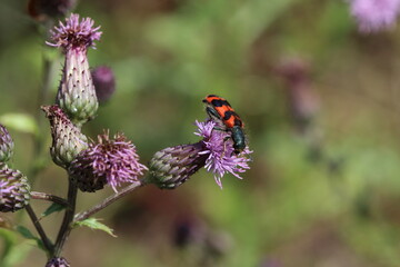 Checkered Beetle_Trichodes alvearius