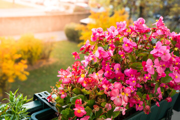 Fototapeta na wymiar Flowers on the balcony in Autumn. Nature background. Autumn time
