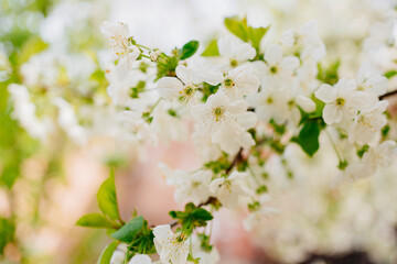 the branches of flowering cherry trees. white flowers in the spring garden.