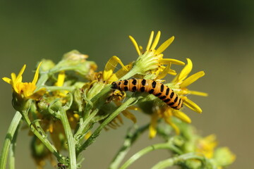 Cinnabar moth caterpillar.