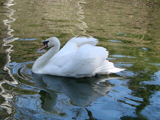 White swan in the foggy lake at the dawn. Morning lights. Romantic background. Beautiful swan....