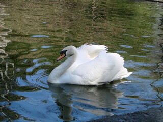 White swan in the foggy lake at the dawn. Morning lights. Romantic background. Beautiful swan....