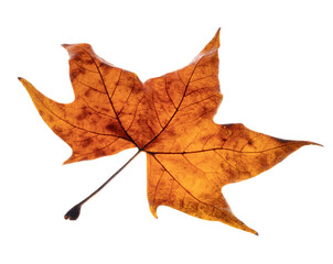 Orange dried leaf on white background
