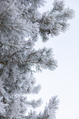 Vertical copy space with branches of fir tree coated with snow and frost in daytime. Amazing winter with very low temperatures. Weather making your eyes pleased.