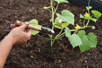 plant hands earth cucumber tomatoes garden ecology bio