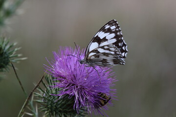 Marbled white butterfly on Knapweed.