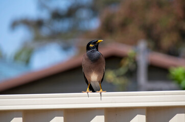 Australian Common Myna  (Acridotheres tristis)