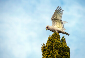 Little Corella (Cacatua sanguinea)