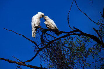 Little Corella (Cacatua sanguinea)