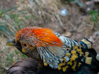 Head of a Golden Pheasant ( male rainbow pheasant) with magnificent colorful feathers reminder of...