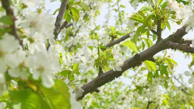 branches of a sweet cherry tree with white flowers. spring garden.
