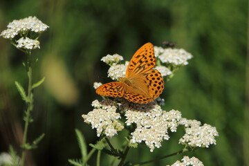 Silver-washed Fritillary butterfly