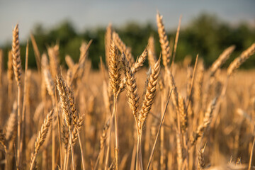 Golden wheat field at sunset