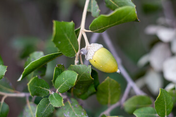 acorn in nature