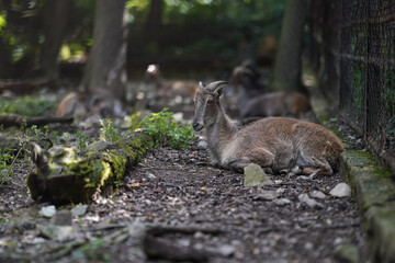 Gray brown goat - Capra hircus - resting on the ground near fence, blurred shade forest background, shallow depth of field photo