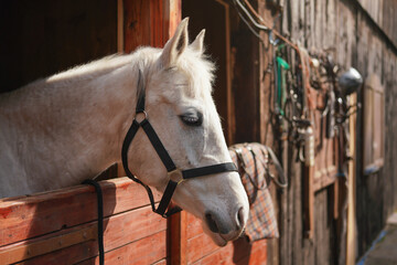 White Arabian horse, detail - only head visible out from wooden stables box