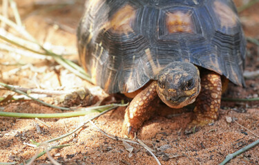 Radiated tortoise - Astrochelys radiata - critically endangered turtle species, endemic to Madagascar, walking on ground near trees, closeup detail on head