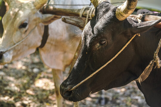 Zebu indicine cows harnessed to simple card, detail on black animal head in foreground