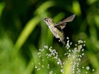 Female Anna's hummingbird playing and drinking in the water fountain in birdbath