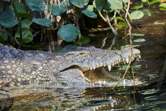 Lazy Nile crocodile sunbathing by the water.