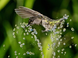 Female Anna's hummingbird playing and drinking in the water fountain in birdbath