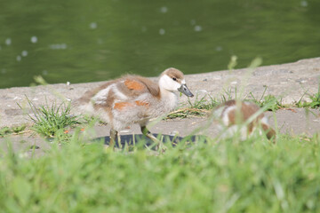 Duckling of Ruddy shelduck (Tadorna ferruginea) in wild