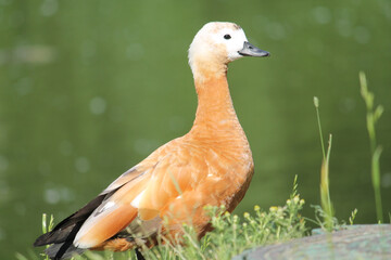 Female Ruddy shelduck (Tadorna ferruginea) in wild