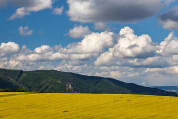 Spring landscape with fields of oilseed rape. Hills and blue sky with dramatic clouds in the background. The Rajecka valley in Slovakia, Europe.