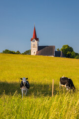 Cattle grazing in a meadow near a church. The St. George church in Turciansky Dur village, Slovakia, Europe.