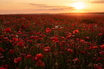 Fototapeta na wymiar poppy flowers. a blooming poppy field at sunset. desktop screensaver