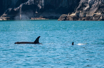 Fototapeta premium Dark fin of orca whale cutting through the water of Resurrection Bay Seward Alaska