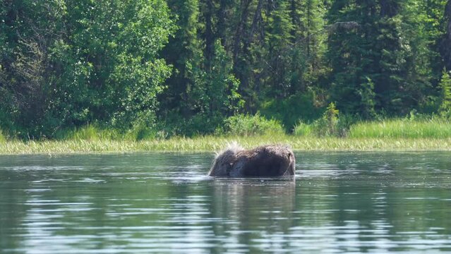 Moose eating grass in water on the Kenai River near Sterling, Alaska