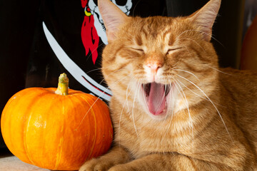Ginger red cat yawns, portrait of beautiful kitten, pirate sujet