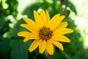 Yellow flower is affected by spider mites of tetranychidae