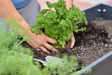 Naklejka na ściany i meble plant hands earth cucumber tomatoes garden ecology bio