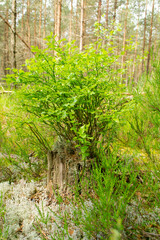 Obraz premium Young green leaves of blueberry growing on a tree stump in the forest in Belarus