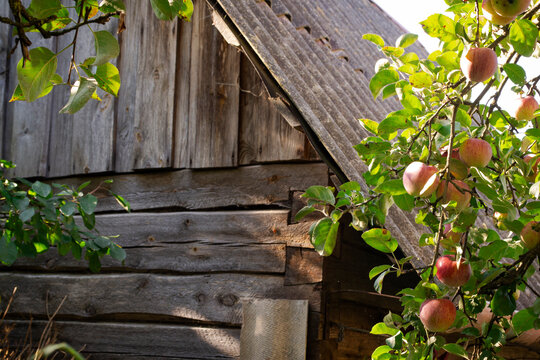 intricate ornamental sculpture of old apple branches tree next to a dilapidated barn.