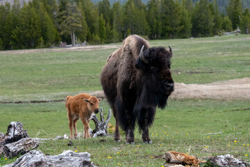 American Bison with Calf in Yellowstone National Park