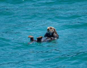 Fototapeta premium Fur covered sea otter floating in the icy water of Resurrection Bay near Seward in Alaska