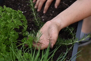 plant hands earth cucumber tomatoes garden ecology bio