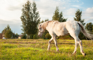 A white horse grazes in a meadow at sunset.
