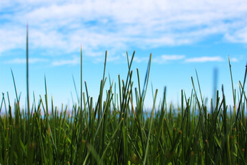 grass