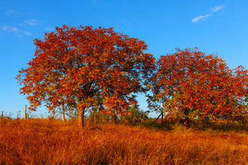 Fototapeta premium Walnut tree with autumn leaves . Red fall season garden 