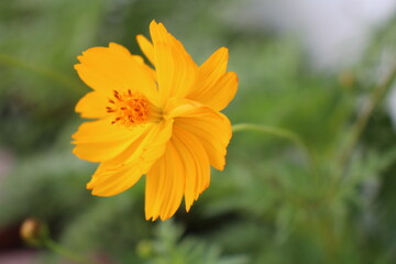 Close up of yellow flower
